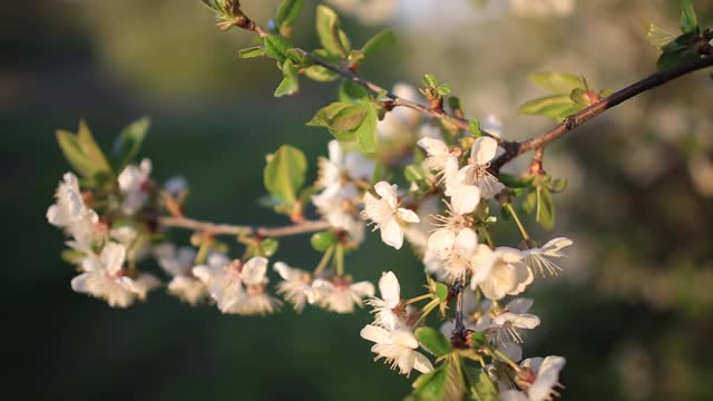 开着白花的苹果树枝视频素材