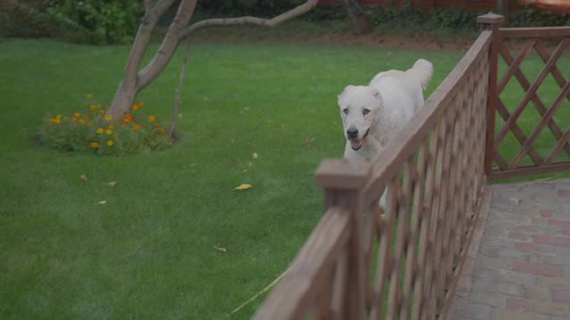 中亚大犬。可爱快乐的阿拉拜狗的肖像。Alabai品种。夏天的一天。视频素材