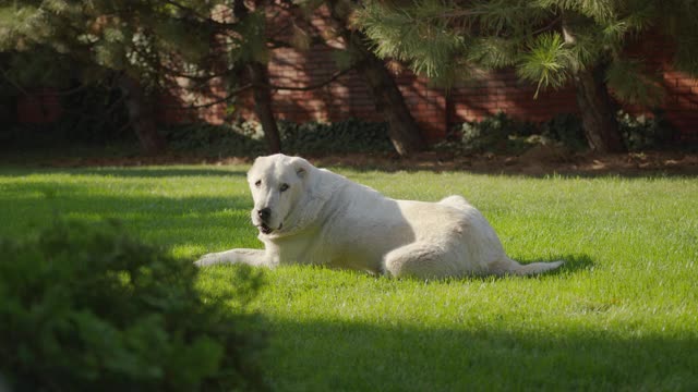 中亚大犬。可爱快乐的阿拉拜狗的肖像。Alabai品种。夏天的一天。视频素材