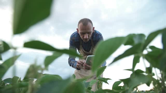 男性农民农学家在耕地中检查大豆植物视频素材