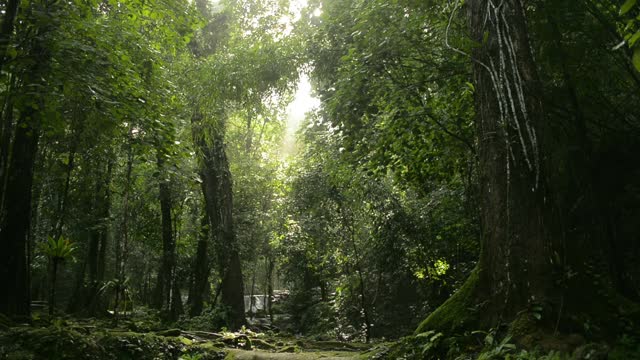 风景优美的热带森林景观，在雨季阳光的照射下，植物郁郁葱葱。阳光透过绿意盎然的丛林照射下来。视频素材