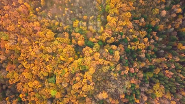 从秋天的落叶林顶部垂直向下观看。视频素材