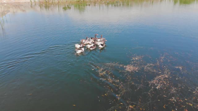 鸭子在小溪里视频素材