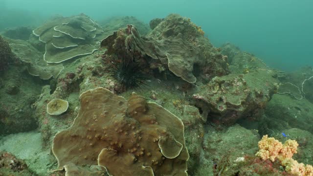 海下长刺海胆的特写视频素材