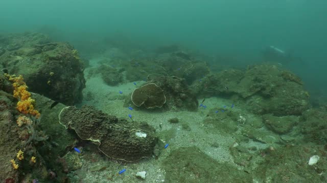 色彩斑斓的热带鱼在海底珊瑚礁游泳，澎湖岛，台湾视频素材