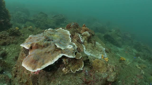 在台湾澎湖岛海底珊瑚礁潜水视频素材