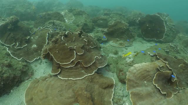 蛇珊瑚群在海底礁，澎湖岛，台湾视频素材