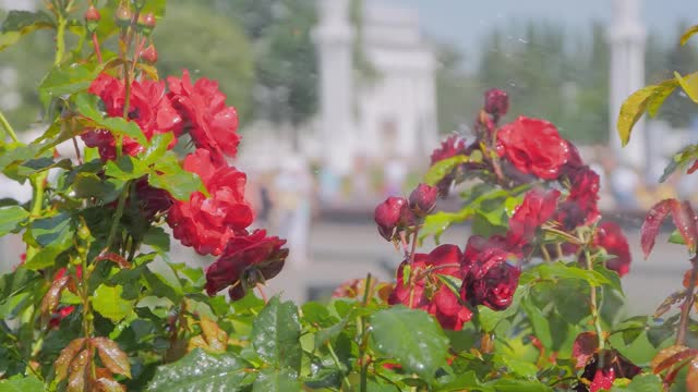 浇水美丽盛开的花-红色玫瑰在公园:慢镜头视频素材