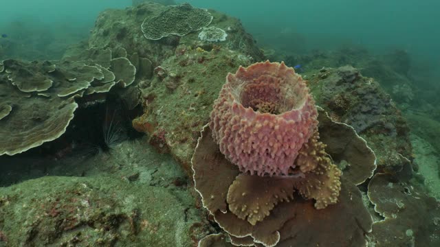 台湾海底的巨型海绵和带鱼视频素材