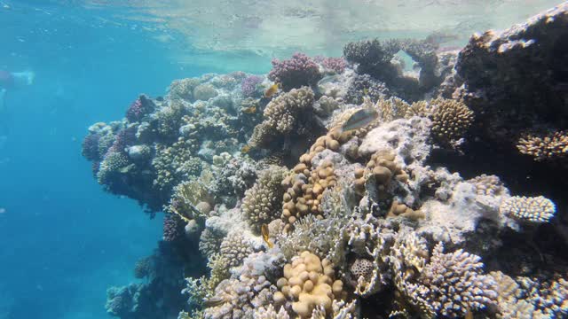 热带珊瑚礁、海洋、水下海景。水下珊瑚礁珊瑚景象。五颜六色的珊瑚礁。海洋生物及鱼类花园视频素材