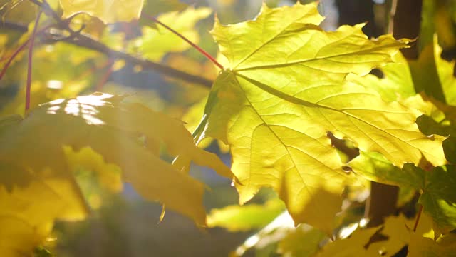 美丽多彩的秋天枫叶近了视频素材