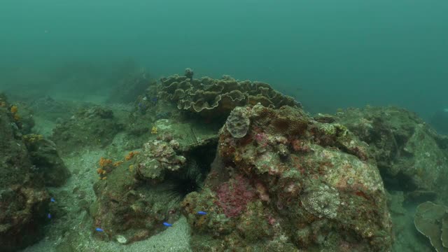 健康的蛇珊瑚群在海底珊瑚礁，台湾视频素材