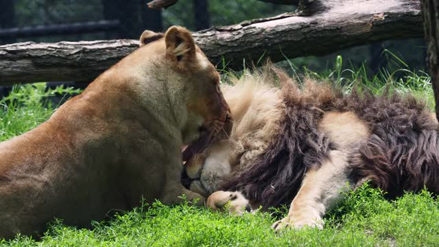 加丹加狮的雄性和雌性，Panthera leo bleyenberghi。动物爱，雌性舔干净雄性动物的皮毛视频素材