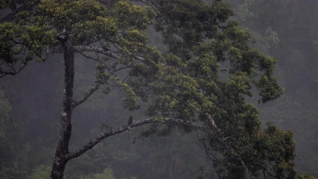 成年雄性盔犀鸟在雨中守夜视频素材