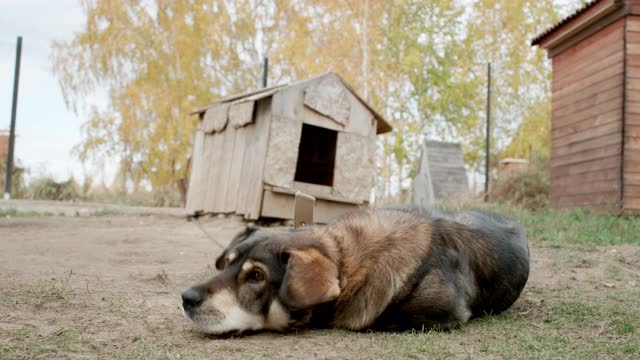 院子里的狗躺在他的狗窝附近视频素材