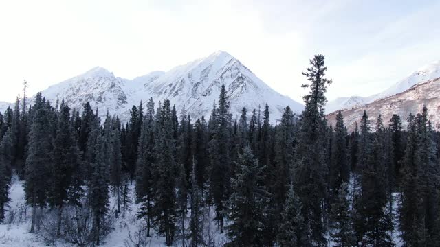 白雪覆盖的山从冬森林中出现。无人机视频视频素材