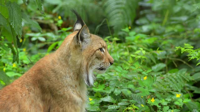 欧洲山猫;山猫，山猫，坐在森林里视频素材