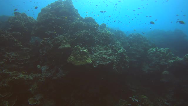 美丽鲜艳的颜色的鱼和珊瑚海底视频素材