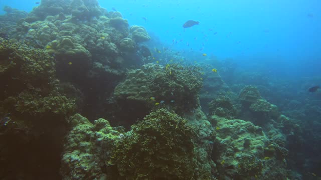 美丽鲜艳的颜色的鱼和珊瑚海底视频素材