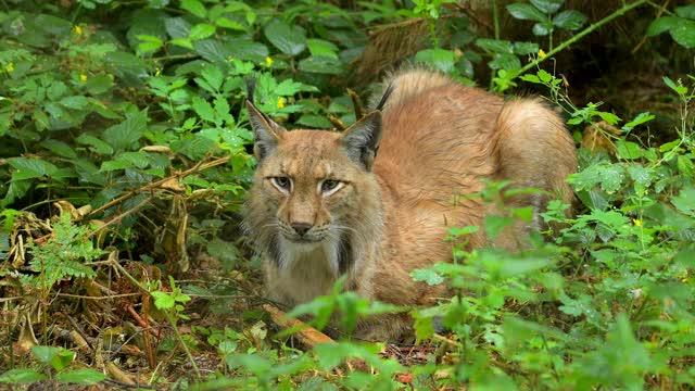 欧洲山猫;猞猁，躺在森林里视频素材