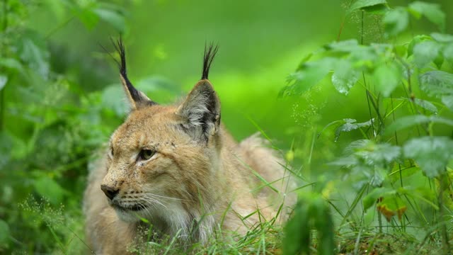 欧洲山猫;猞猁，躺在森林里视频素材