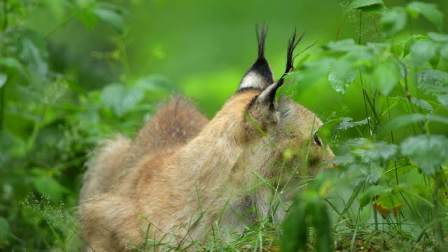 欧洲山猫;猞猁，躺在森林里视频素材