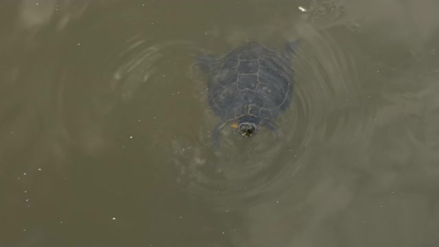 乌龟游泳水湖泊小野生动物两栖动物泥泞池塘zoom视频素材