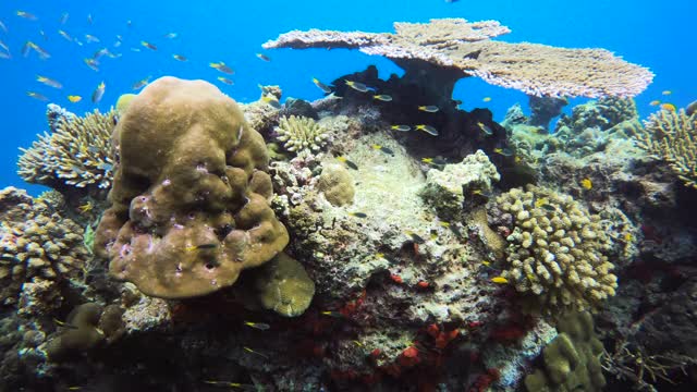 海底动物殖民地视频素材