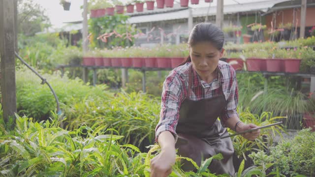 亚洲女园丁在温室农场使用数字平板电脑视频素材