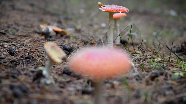 森林里蝇伞的特写。森林里捕蝇鸟的特写镜头。在针叶林里采摘蘑菇。视频下载