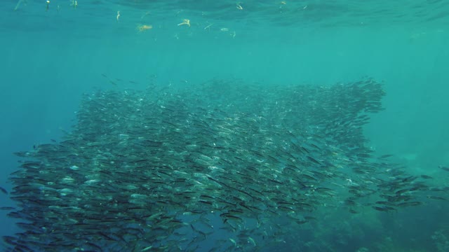 海里的沙丁鱼群。保和、菲律宾视频素材