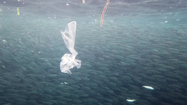 海里的沙丁鱼群。保和、菲律宾视频素材