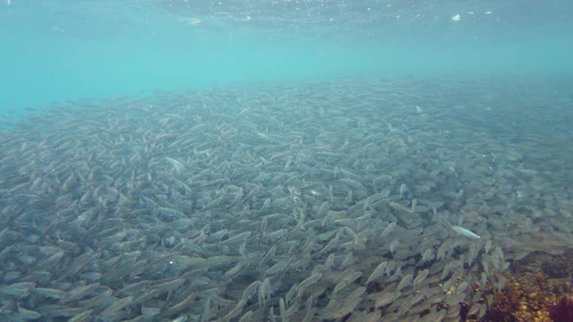 海里的沙丁鱼群。保和、菲律宾视频素材