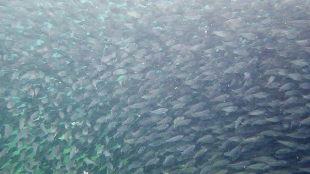 海里的沙丁鱼群。保和、菲律宾视频素材