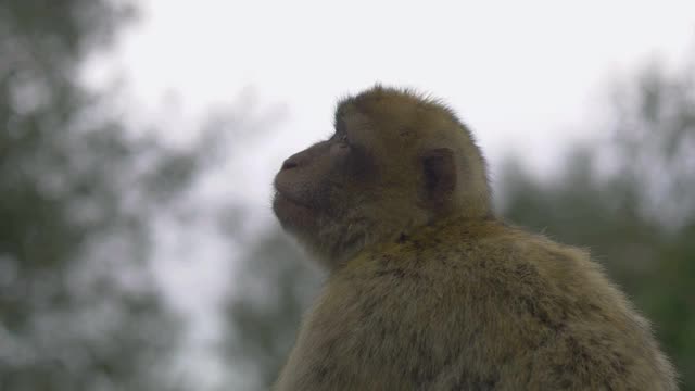 直布罗陀山顶上的野生猴子，4k慢镜头，每秒60帧视频素材