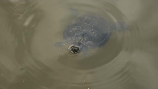 乌龟游泳水湖泊小野生动物两栖动物泥泞池塘zoom视频素材