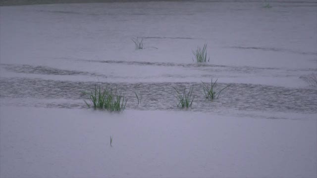 大雨落在河里视频素材