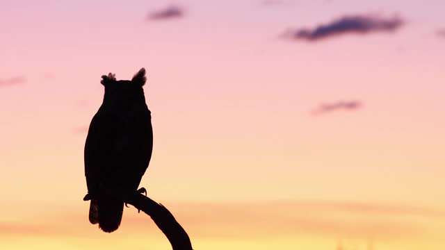 黎明时分一只大角猫头鹰的剪影视频素材