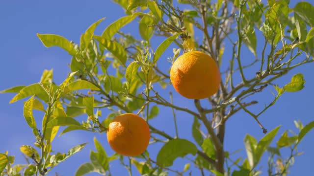 在热带花园中种植新鲜的橙子，4k慢镜头60fps视频素材