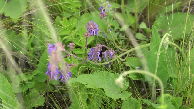 大黄蜂在一朵野花上。高质量4k镜头视频素材