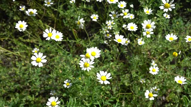 高质量的全高清镜头。夏日的田野里，美丽的野雏菊随风摇曳。视频素材