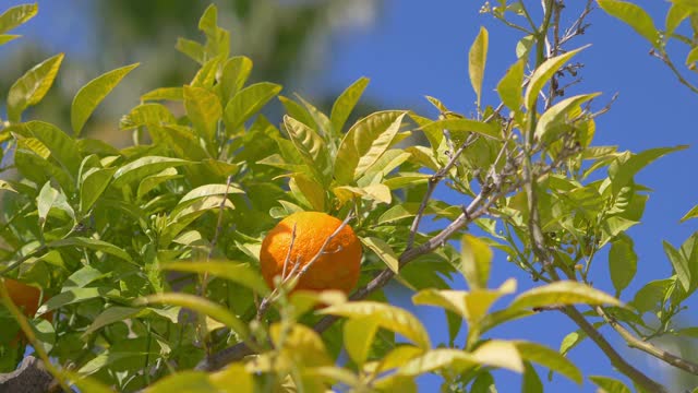 在热带花园中种植新鲜的橙子，4k慢镜头60fps视频素材