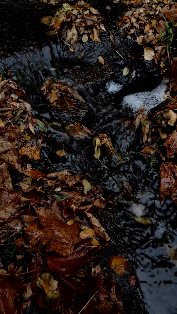 垂直视频小溪后的雨在秋天的落叶背景。概念手机屏保。视频素材