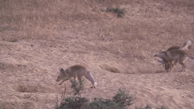 红狐狸视频素材