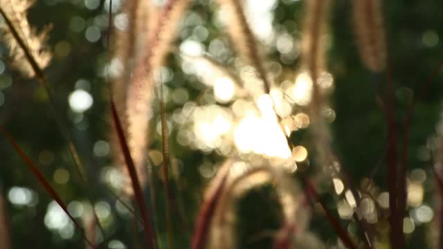 阳光在田野里模糊了小草的花朵视频素材