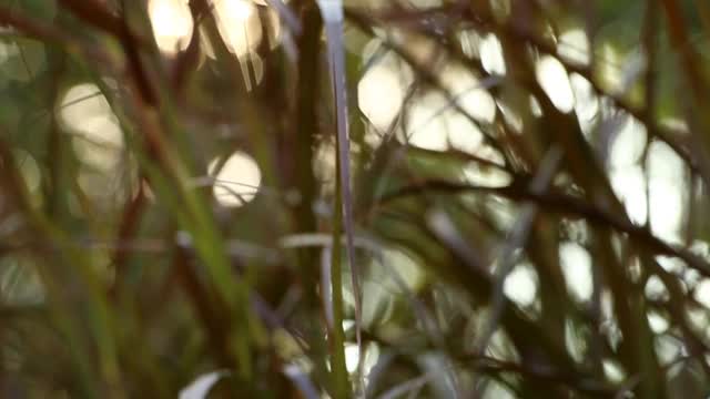 阳光在田野里模糊了小草的花朵视频素材