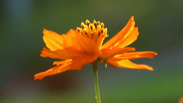 田野里的宇宙花和阳光视频素材