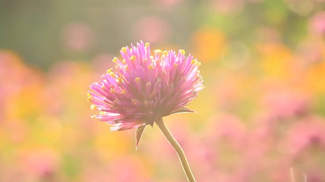 花园里紫色的花带着阳光视频素材