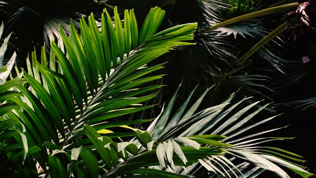 热带雨林里的棕榈叶视频素材