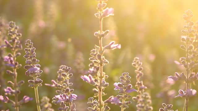 花园里紫色的花带着阳光视频素材